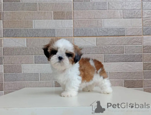 Foto №1. shih tzu - zum Verkauf in der Stadt Berlin | verhandelt | Ankündigung № 178084
