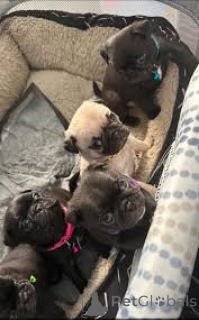 Foto №1. mops - zum Verkauf in der Stadt Lissabon | 700€ | Ankündigung № 165976