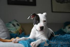 Foto №4. Ich werde verkaufen amerikanischer staffordshire terrier in der Stadt Bielefeld.  - preis - verhandelt