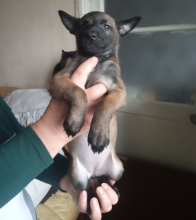 Foto №2 zu Ankündigung № 4568 zu verkaufen belgischer schäferhund - einkaufen Ukraine 