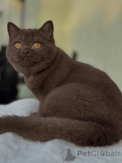 Foto №3. Flauschiges britisches Kurzhaar Kätzchen mit klassischem runden Gesicht. Schweiz