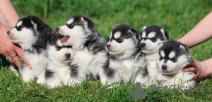 Foto №1. siberian husky - zum Verkauf in der Stadt Aix-en-provence | Frei | Ankündigung № 172134