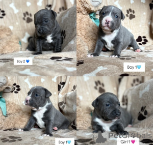 Foto №1. staffordshire bull terrier - zum Verkauf in der Stadt Wormeldange | verhandelt | Ankündigung № 169283