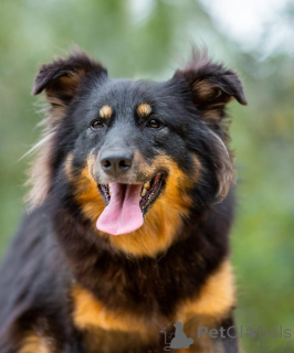 Foto №3. Tasya und Max sind junge, mittelgroße Kerle, die ein Zuhause suchen!. Russische Föderation