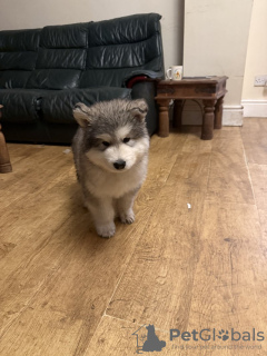Foto №4. Ich werde verkaufen alaskan malamute in der Stadt Aalborg.  - preis - 400€