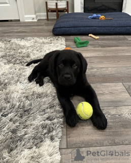 Foto №1. labrador retriever - zum Verkauf in der Stadt Lovech | verhandelt | Ankündigung № 101826