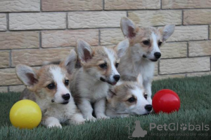 Foto №1. welsh corgi - zum Verkauf in der Stadt Bačka Topola | 550€ | Ankündigung № 116916