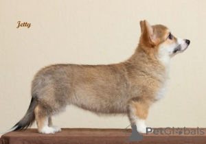 Foto №2 zu Ankündigung № 37014 zu verkaufen welsh corgi - einkaufen Ukraine quotient 	ankündigung, vom kindergarten