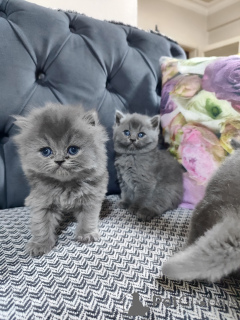Foto №3. British Shorthair Cat. Türkei