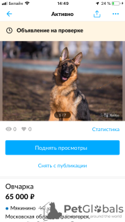Foto №4. Ich werde verkaufen deutscher schäferhund in der Stadt Москва. züchter - preis - 556€