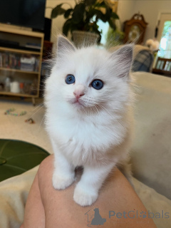 Foto №3. Gesunde und verspielte Ragdoll-Kätzchen zu verkaufen. Deutschland