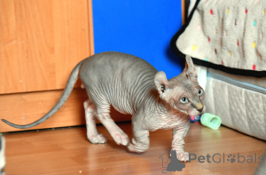 Foto №3. Bambino Sphynx. Polen