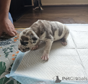 Foto №2 zu Ankündigung № 168931 zu verkaufen cane corso italiano - einkaufen Finnland quotient 	ankündigung