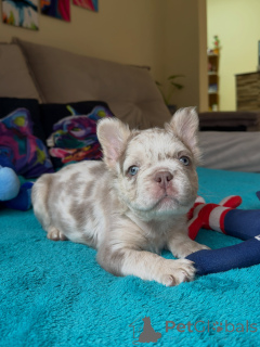 Foto №4. Ich werde verkaufen französische bulldogge in der Stadt Brno. züchter - preis - verhandelt