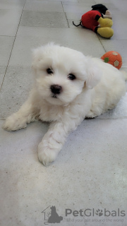 Foto №3. Meliza. Georgien