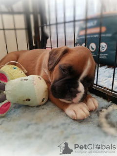 Foto №2 zu Ankündigung № 130515 zu verkaufen deutscher boxer - einkaufen Litauen quotient 	ankündigung