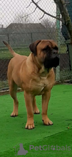 Zusätzliche Fotos: auf der Suche nach einem neuen Zuhause 2 Bullmastiff-Hündinnen geboren am