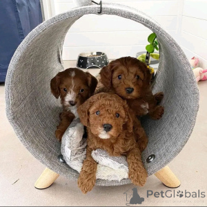 Foto №1. pudel (toy) - zum Verkauf in der Stadt Berlin | 550€ | Ankündigung № 167649