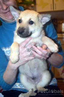 Foto №1. mischlingshund - zum Verkauf in der Stadt Краснокамск | Frei | Ankündigung № 9323