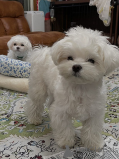 Foto №2 zu Ankündigung № 165315 zu verkaufen malteser - einkaufen Österreich züchter