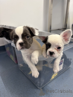Foto №3. Chiots Bouledogue Français zum Verkauf. Finnland