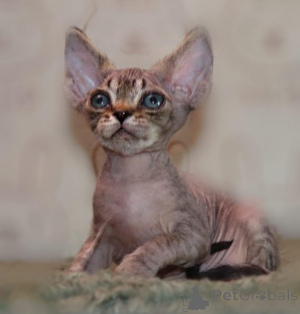Foto №1. devon rex - zum Verkauf in der Stadt Lüneburg | 350€ | Ankündigung № 149189