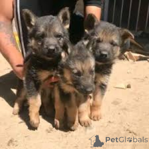 Foto №1. deutscher schäferhund - zum Verkauf in der Stadt Kajaani -Burg | 900€ | Ankündigung № 169380