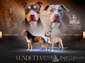 Foto №2 zu Ankündigung № 106844 zu verkaufen american pit bull terrier - einkaufen Kroatien züchter