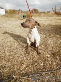 Foto №2 zu Ankündigung № 8286 zu verkaufen xoloitzcuintle - einkaufen Griechenland 