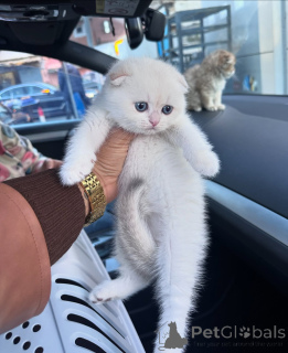 Foto №2 zu Ankündigung № 167097 zu verkaufen schottische faltohrkatze - einkaufen Deutschland züchter