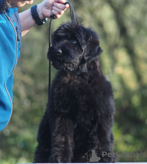 Zusätzliche Fotos: Schwarze russische Terrier-Welpen zu verkaufen.