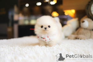 Foto №3. Dean Janet Kay Welpen Haus. USA