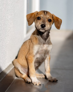 Foto №3. Fünf kleine Herzen suchen ein Zuhause.. Russische Föderation