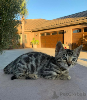 Foto №2 zu Ankündigung № 152553 zu verkaufen bengal katzenrasse - einkaufen Deutschland quotient 	ankündigung