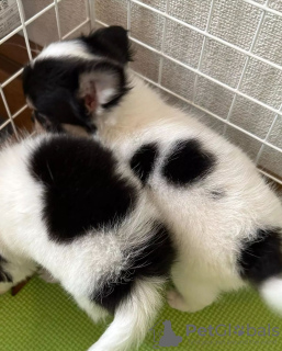 Foto №3. ENTZÜCKENDE YORKIE-WELPEN. USA