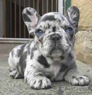 Zusätzliche Fotos: Wunderschöne Welpen der französischen Bulldogge stehen zur Adoption zur