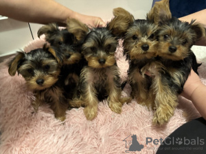 Foto №1. yorkshire terrier - zum Verkauf in der Stadt Антверпен | 150€ | Ankündigung № 123529