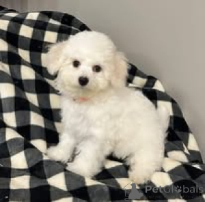 Foto №3. Chiots Bichon Frisé zur Adoption verfügbar.. Frankreich