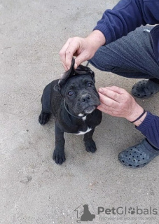 Zusätzliche Fotos: Cane Corso-Welpen