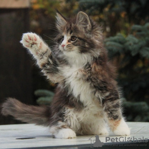 Foto №4. Ich werde verkaufen  in der Stadt Hall in Tirol.  - preis - 250€