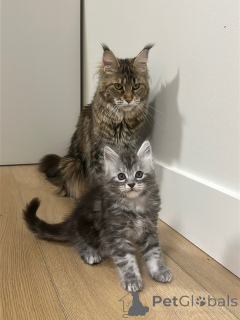Foto №1. maine-coon-katze - zum Verkauf in der Stadt Magdeburg | verhandelt | Ankündigung № 177805
