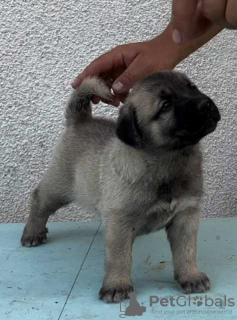 Foto №3. Türkische Kangal-Welpen. Serbien