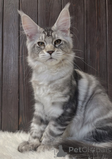 Foto №2 zu Ankündigung № 163667 zu verkaufen maine-coon-katze - einkaufen Deutschland züchter