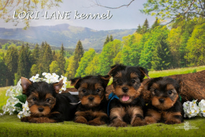 Foto №2 zu Ankündigung № 2476 zu verkaufen yorkshire terrier - einkaufen Russische Föderation vom kindergarten