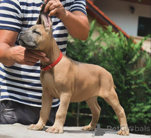 Foto №4. Ich werde verkaufen cane corso italiano in der Stadt Bremen. züchter - preis - verhandelt