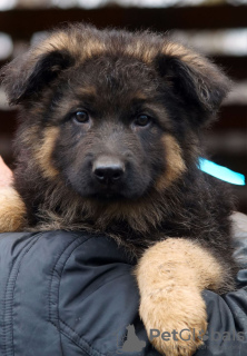 Zusätzliche Fotos: Wunderschöne langhaarige Deutsche Schäferhundwelpen.