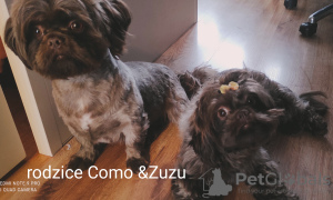 Foto №1. shih tzu - zum Verkauf in der Stadt Boot | 530€ | Ankündigung № 41364