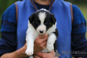 Foto №2 zu Ankündigung № 118073 zu verkaufen mischlingshund - einkaufen Deutschland quotient 	ankündigung