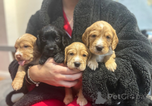 Foto №1. english cocker spaniel - zum Verkauf in der Stadt Coovol | 339€ | Ankündigung № 161334