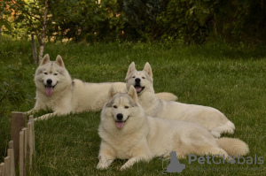 Foto №4. Ich werde verkaufen siberian husky in der Stadt Belgrad. züchter - preis - verhandelt